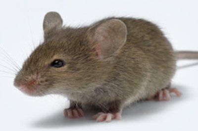 rat