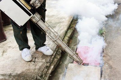 cleaning pests