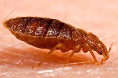 cockroach