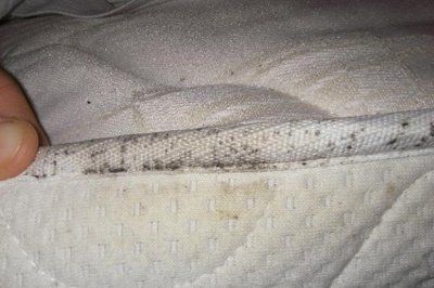 bugs on the bed