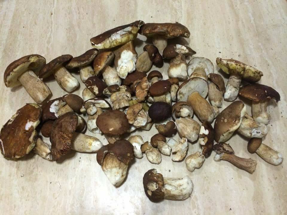 Funghi porcini