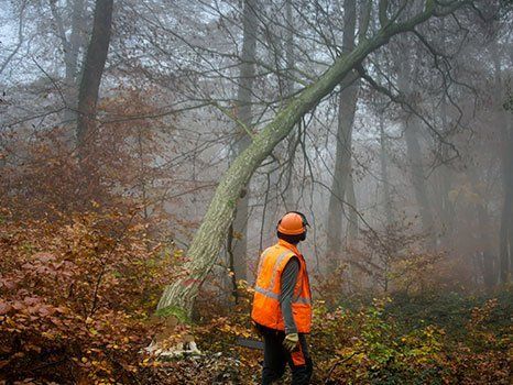 tree cutting
