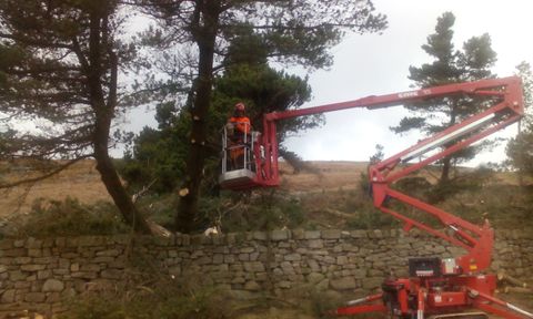 tree surgeons