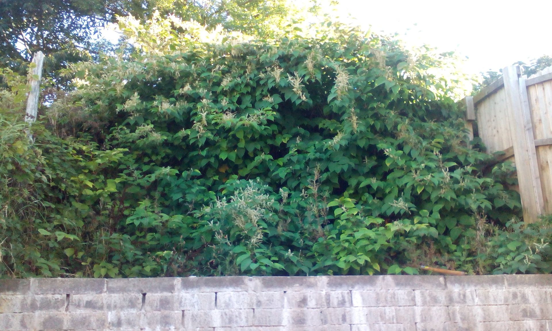 Mare’s tail