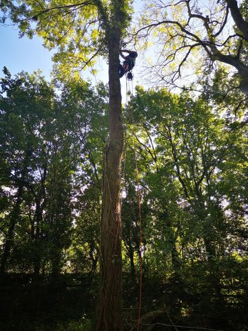 Tree felling