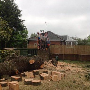 tree logs