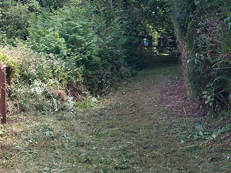Scrub clearance