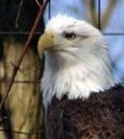 Eagle Staring
