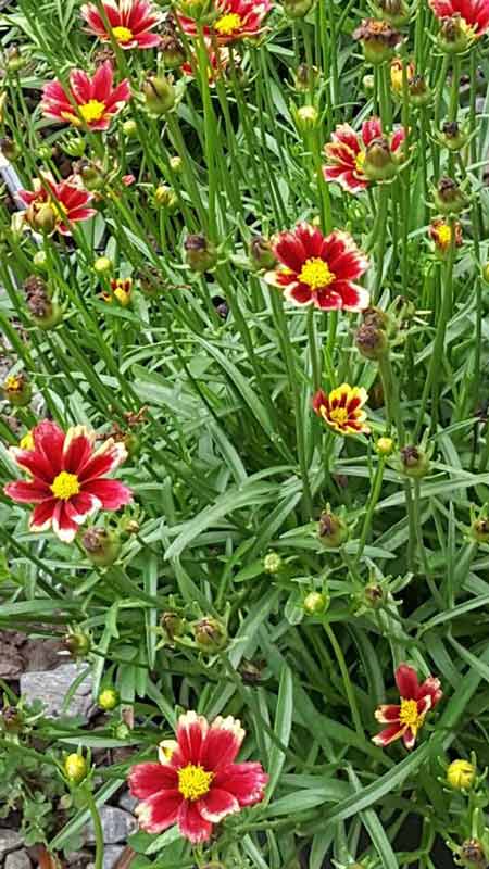 Blanket Flower - Plants in Forest, VA