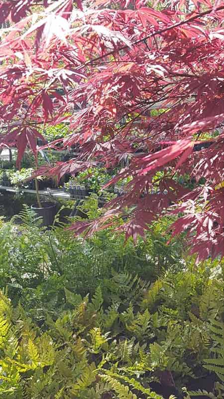 Tree and Fern - Plants in Forest, VA