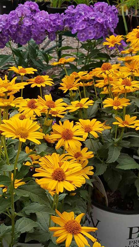 Sunflower - Plants in Forest, VA
