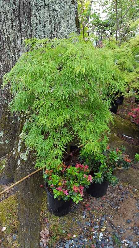 Tree Plant - Plants in Forest, VA