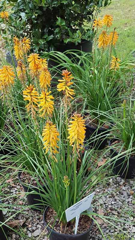Goatsbeard - Plants in Forest, VA