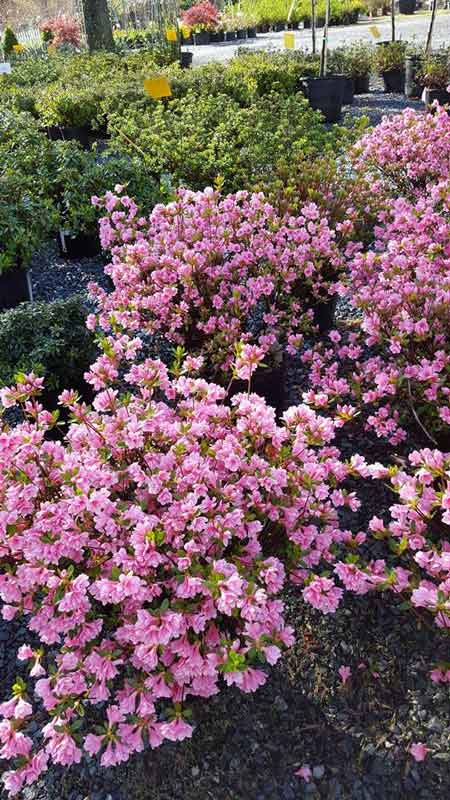 Delosperma Plant - Plants in Forest, VA
