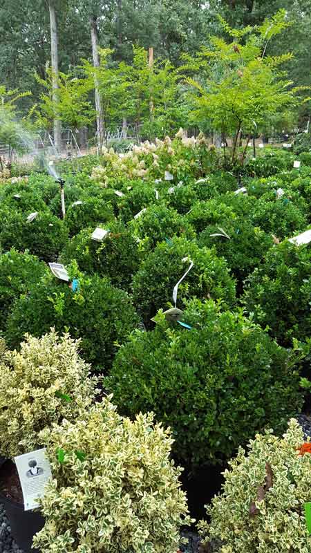 Trees and Shrubs - Plants in Forest, VA