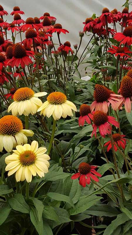 Echinacea - Plants in Forest, VA