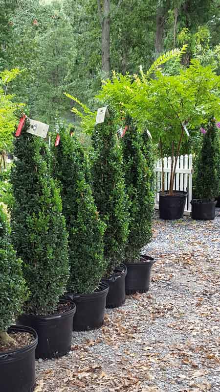 Tree Nursery - Plants in Forest, VA