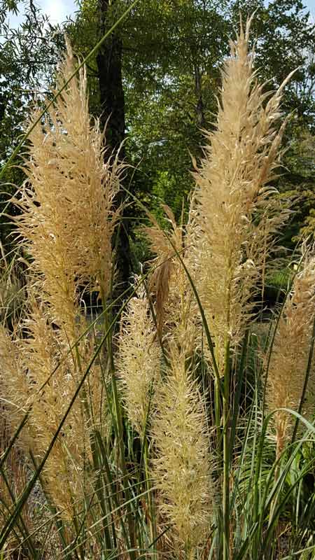Reed-like Plants - Plants in Forest, VA