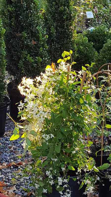 Flowering Jasmine - Plants in Forest, VA