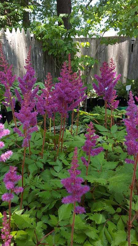Perennial Plants - Plants in Forest, VA