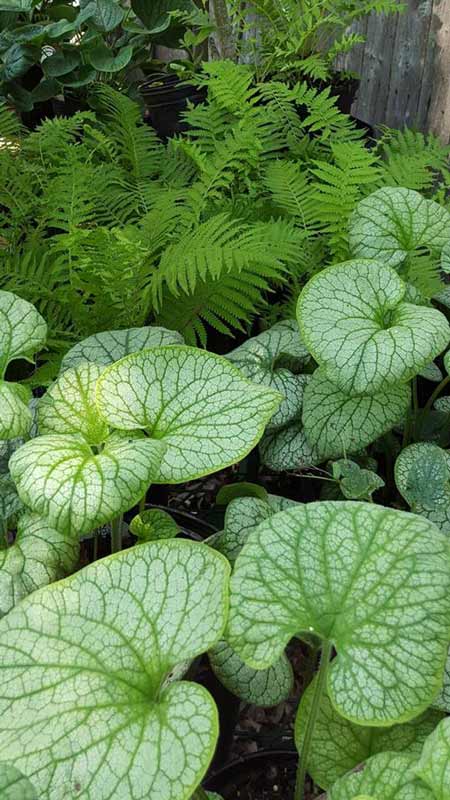 Basil Plants - Plants in Forest, VA