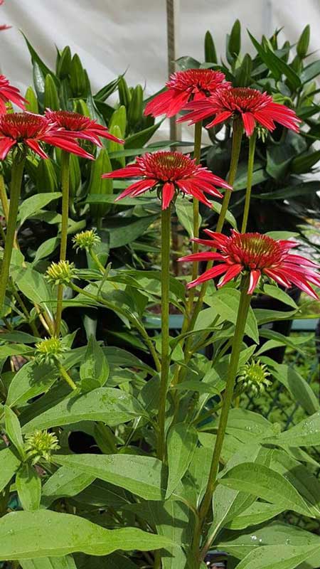 Georgeson Botanical - Plants in Forest, VA