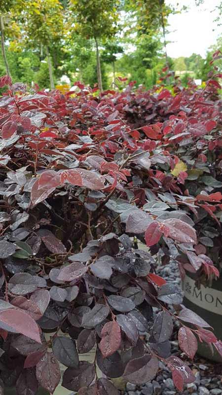 Mole Bean Plant - Plants in Forest, VA