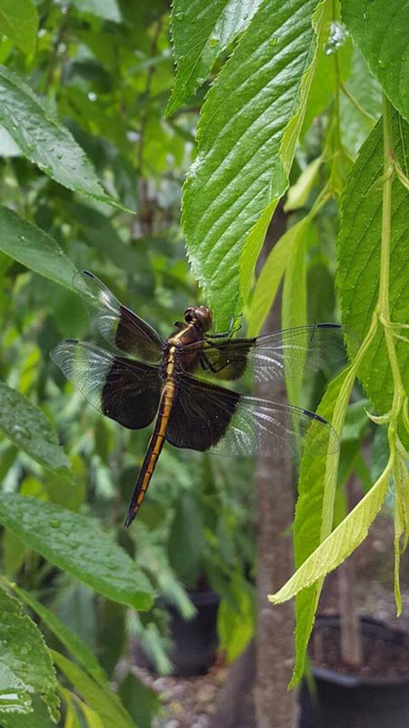 Leaf with Black Dragonfly- Plants in Forest, VA