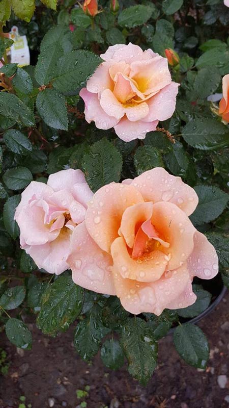 Three Roses - Plants in Forest, VA