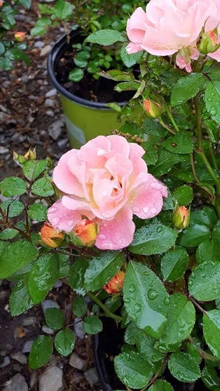 Two Roses - Plants in Forest, VA