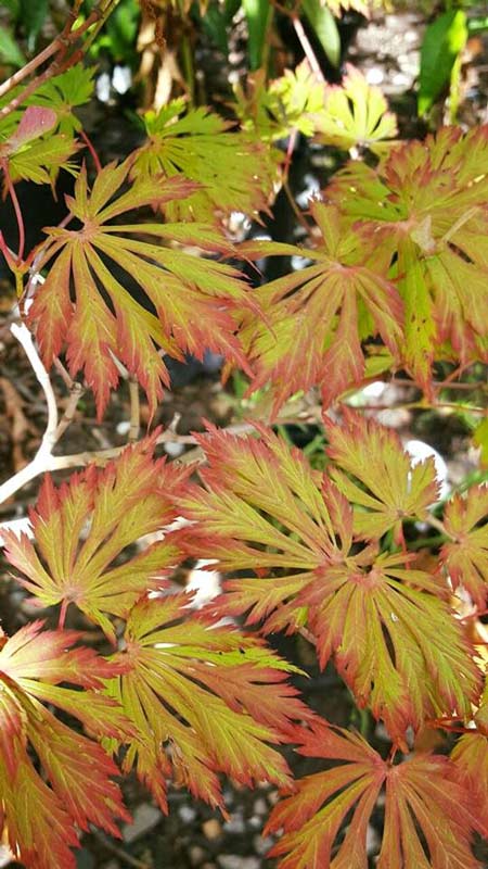 Vegetation - Plants in Forest, VA