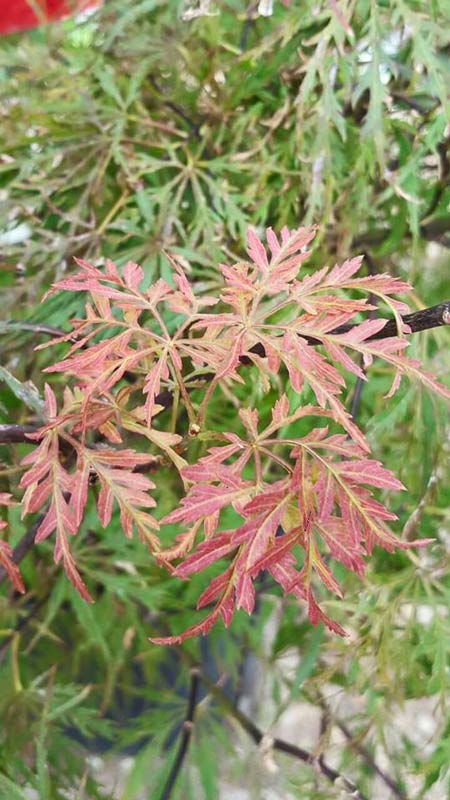 Ricinus - Plants in Forest, VA