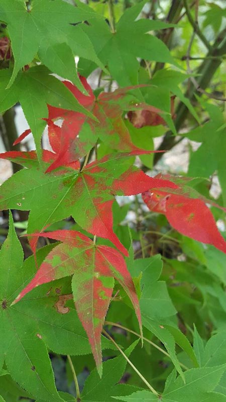 Green Leaf - Plants in Forest, VA