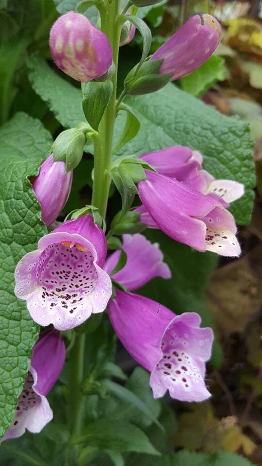 Violet Flower - Plants in Forest, VA