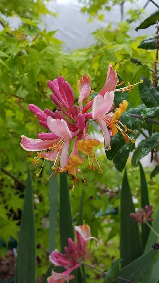 Colorful Flower - Plants in Forest, VA