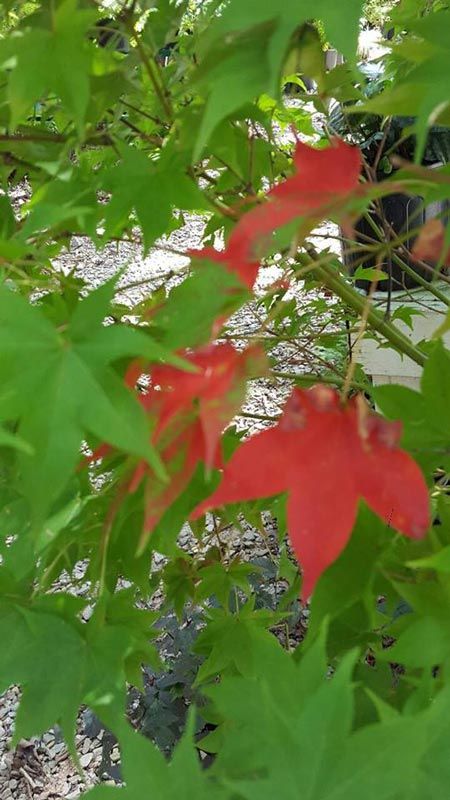 Green Leaves - Plants in Forest, VA