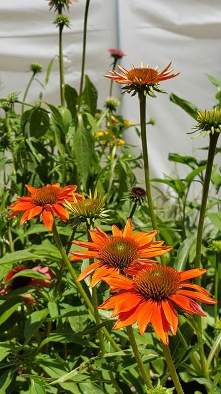Orange Echinacea Flower - Plants in Forest, VA