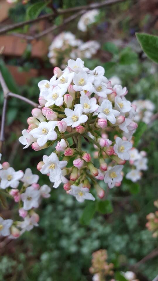 Lantana Flowers - Plants in Forest, VA