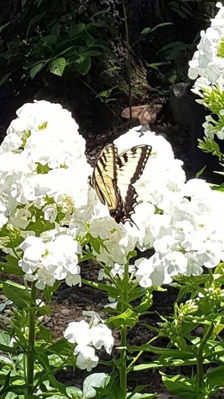 White Flower - Plants in Forest, VA