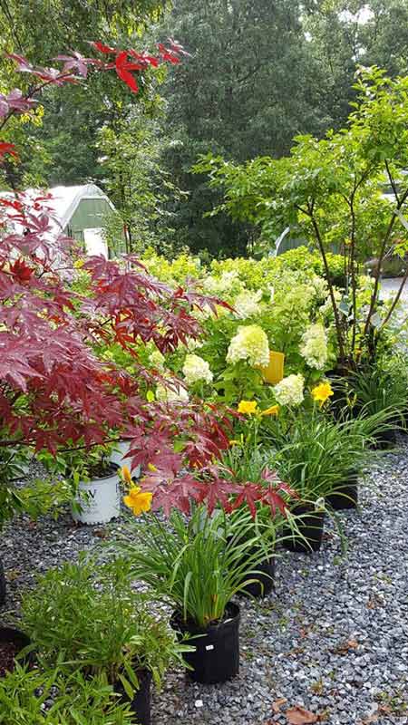 Garden in a backyard - Plants in Forest, VA