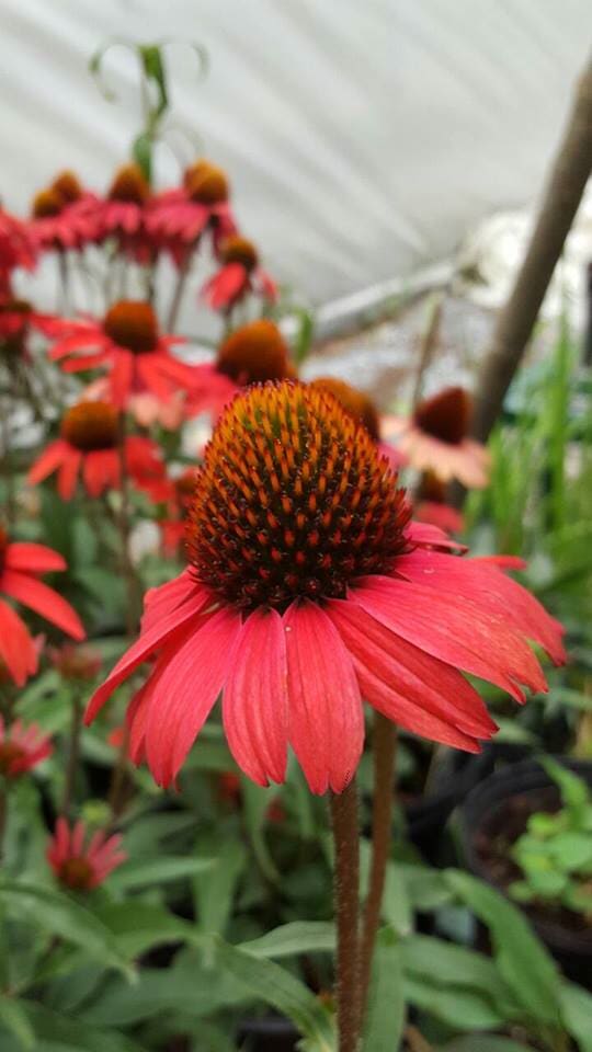 Echinacea Flower- Plants in Forest, VA