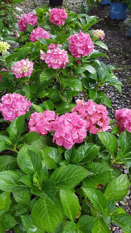 Pink Flower - Plants in Forest, VA