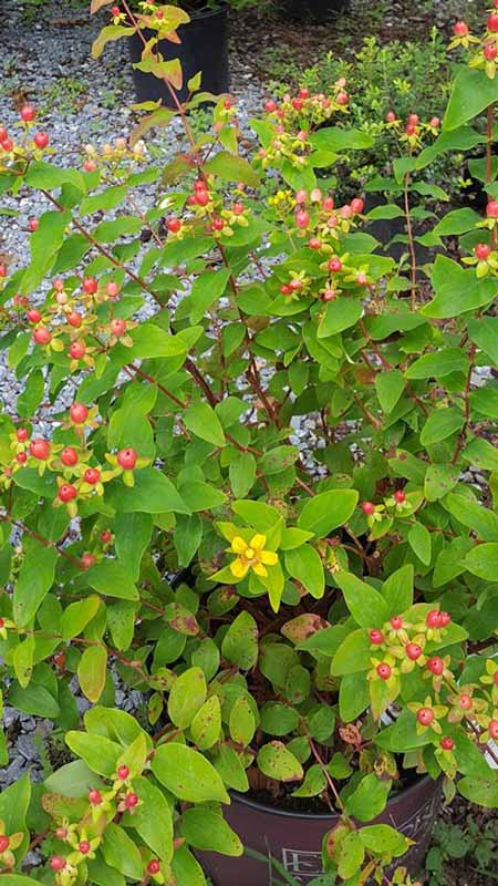 Acmella Oleracea - Plants in Forest, VA