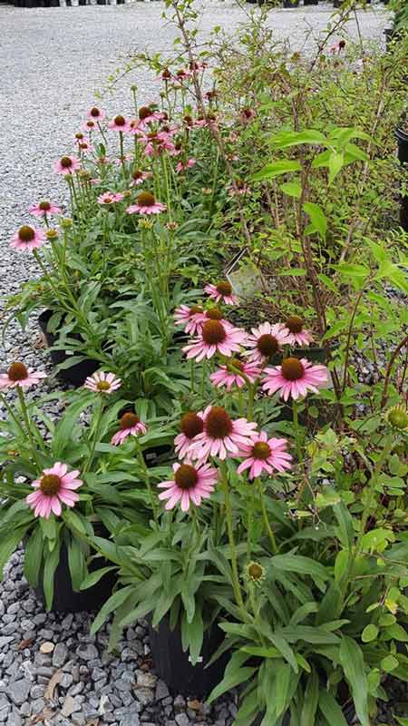Pink Echinacea Flower - Plants in Forest, VA