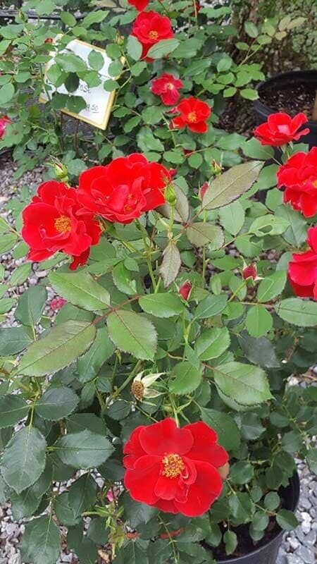 Red Flower - Plants in Forest, VA