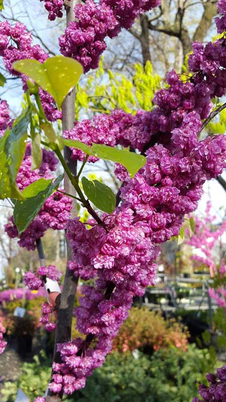 Lilac - Plants in Forest, VA