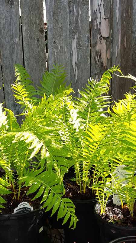 Fern - Plants in Forest, VA