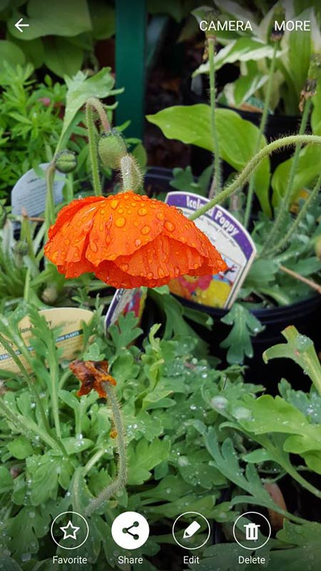 Orange Flower - Plants in Forest, VA
