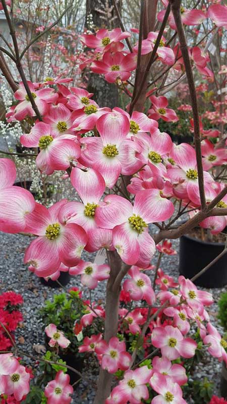 Adenium Bonsai - Plants in Forest, VA