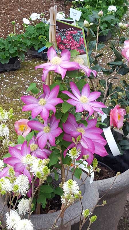 Trellis Garden Clematis - Plants in Forest, VA